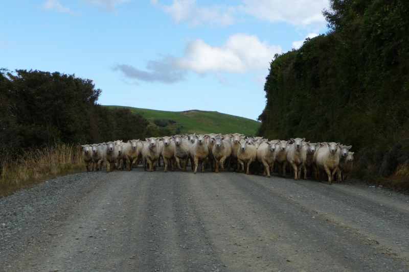 Nieuw-Zeeland 2011 - 1845